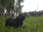 Превью фото № 129864