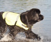 Превью фото № 129908