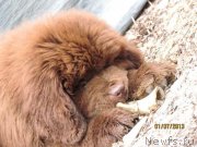 Превью фото № 129931