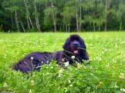 Превью фото № 129942