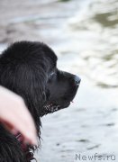 Превью фото № 129945