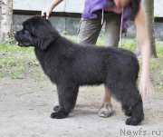 Превью фото № 129964