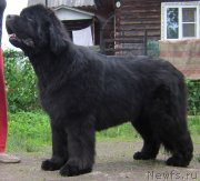 Превью фото № 129992