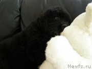 Превью фото № 130025