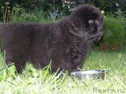 Превью фото № 130026