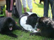 Превью фото № 130045