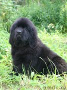 Превью фото № 130055