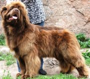 Превью фото № 130114