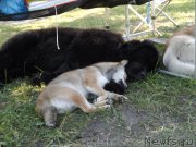 Превью фото № 130136