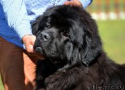 Превью фото № 130219