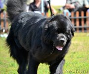 Превью фото № 130247