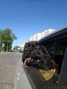 Превью фото № 130339