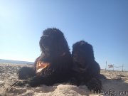 Превью фото № 130342