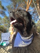 Превью фото № 130345