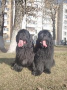 Превью фото № 130347