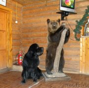 Превью фото № 130357