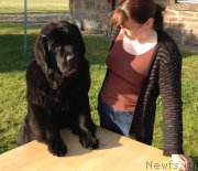 Превью фото № 130380