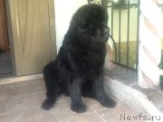 Превью фото № 130390