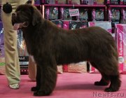 Превью фото № 130393