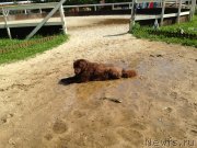 Превью фото № 130435