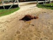 Превью фото № 130436