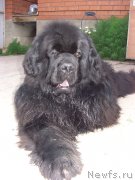 Превью фото № 130450