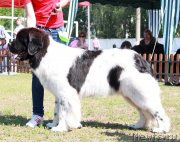 Превью фото № 130537