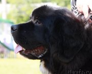 Превью фото № 130540