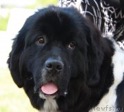 Превью фото № 130541