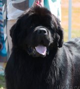 Превью фото № 130583