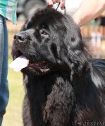 Превью фото № 130618