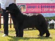 Превью фото № 130663