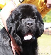 Превью фото № 130669