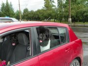 Превью фото № 130755