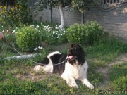 Превью фото № 130759