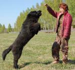 Превью фото № 13077