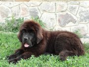 Превью фото № 130809