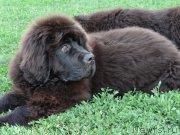 Превью фото № 130813