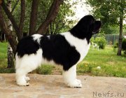 Превью фото № 130834