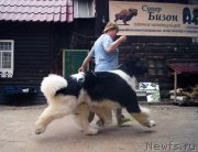 Превью фото № 130843