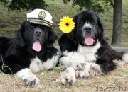 Превью фото № 130892