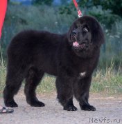 Превью фото № 130908