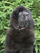 Превью фото № 130941