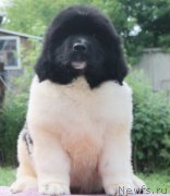 Превью фото № 130984