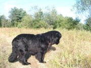 Превью фото № 131061