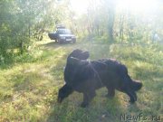 Превью фото № 131063