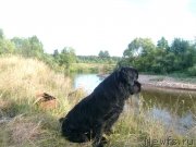 Превью фото № 131064