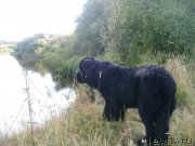 Превью фото № 131070