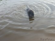 Превью фото № 131101