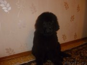 Превью фото № 131102